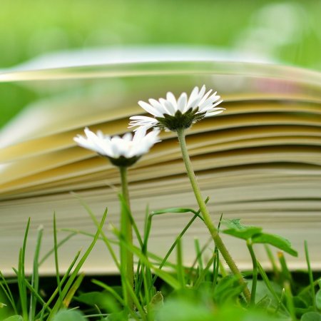 Atelier lecture en plein air